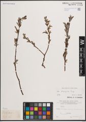 Foto von Salix eleagnos Scop.